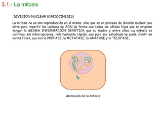 3.1.- La mitosis
La mitosis no es una reproducción en sí misma, sino que es un proceso de división nuclear que
sirve para repartir las cadenas de ADN de forma que todas las células hijas que se originan
tengan la MISMA INFORMACIÓN GENÉTICA que su madre y entre ellas. La mitosis es
continua, sin interrupciones, relativamente rápida, que para ser estudiada se suele dividir en
varias fases, que son la PROFASE, la METAFASE, la ANAFASE y la TELOFASE.
DIVISIÓN NUCLEAR (CARIOCINESIS)
Animación de la mitosis
 