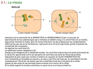 Comienza con la conversión de la CROMATINA en CROMOSOMAS (1) por un proceso de
espiralización de las cadenas (igual que si tenemos un alambre largo y lo convertimos en un muelle),
seguiremos teniendo lo mismo, pero de forma diferente: las dos cadenas que son completamente
idénticas (ya que una se ha formado por replicación de la otra) se espiralizan juntas originando las
cromátidas del cromosoma.
Se duplican los centríolos (2).
La membrana nuclear desaparece (3).
Cuando ya ha desaparecido la membrana nuclear, los centríolos migran hacia los polos (extremos) de
la célula (4), apareciendo entre los dos pares de centríolos una serie de fibras de proteína
dispuestas de polo a polo que reciben el nombre en conjunto de HUSO ACROMÁTICO (5).
Los cromosomas ya formados se mueven y se unen a una fibra del huso por su centrómero (un sólo
cromosoma por fibra) (6), de manera que las cromátidas miran hacia los polos de la célula.
Cuando se han unido se van moviendo hasta situarse en el centro de la célula.
En la célula vegetal no existen centríolos y a veces no se ve el huso acromático.
3.1.- La mitosis
PROFASE
 