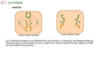 3.1.- La mitosis
Las cromátidas se separan y se desplazan hacia los centríolos, al tiempo que van desapareciendo las
fibras del huso. En este momento ya se ha repartido el material hereditario (las cadenas de ADN)
de forma idéntica en dos partes.
ANAFASE
 