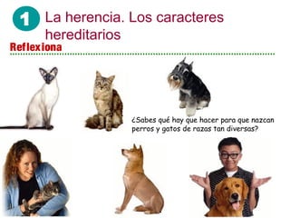 1 La herencia. Los caracteres
hereditarios
¿Sabes qué hay que hacer para que nazcan
perros y gatos de razas tan diversas?
Reflexiona
 