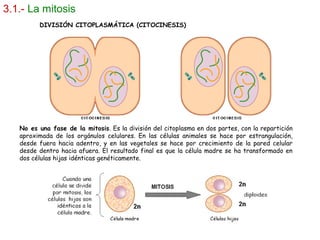 3.1.- La mitosis
No es una fase de la mitosis. Es la división del citoplasma en dos partes, con la repartición
aproximada de los orgánulos celulares. En las células animales se hace por estrangulación,
desde fuera hacia adentro, y en las vegetales se hace por crecimiento de la pared celular
desde dentro hacia afuera. El resultado final es que la célula madre se ha transformado en
dos células hijas idénticas genéticamente.
DIVISIÓN CITOPLASMÁTICA (CITOCINESIS)
 
