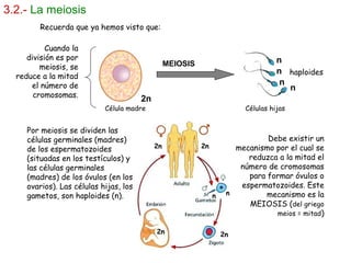 3.2.- La meiosis
MEIOSIS
2n
n
n
n
n
haploides
Por meiosis se dividen las
células germinales (madres)
de los espermatozoides
(situadas en los testículos) y
las células germinales
(madres) de los óvulos (en los
ovarios). Las células hijas, los
gametos, son haploides (n).
Célula madre Células hijas
Cuando la
división es por
meiosis, se
reduce a la mitad
el número de
cromosomas.
Recuerda que ya hemos visto que:
Debe existir un
mecanismo por el cual se
reduzca a la mitad el
número de cromosomas
para formar óvulos o
espermatozoides. Este
mecanismo es la
MEIOSIS (del griego
meios = mitad)
2n2n
2n 2n
nn
 