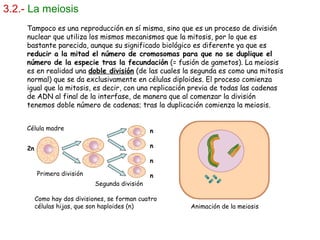 3.2.- La meiosis
Tampoco es una reproducción en sí misma, sino que es un proceso de división
nuclear que utiliza los mismos mecanismos que la mitosis, por lo que es
bastante parecida, aunque su significado biológico es diferente ya que es
reducir a la mitad el número de cromosomas para que no se duplique el
número de la especie tras la fecundación (= fusión de gametos). La meiosis
es en realidad una doble división (de las cuales la segunda es como una mitosis
normal) que se da exclusivamente en células diploides. El proceso comienza
igual que la mitosis, es decir, con una replicación previa de todas las cadenas
de ADN al final de la interfase, de manera que al comenzar la división
tenemos doble número de cadenas; tras la duplicación comienza la meiosis.
Animación de la meiosis
Primera división
Segunda división
2n
n
n
n
n
Como hay dos divisiones, se forman cuatro
células hijas, que son haploides (n)
Célula madre
 
