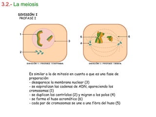 3.2.- La meiosis
DIVISIÓN I
PROFASE I
Es similar a la de mitosis en cuanto a que es una fase de
preparación:
- desaparece la membrana nuclear (3)
- se espiralizan las cadenas de ADN, apareciendo los
cromosomas (1)
- se duplican los centríolos (2) y migran a los polos (4)
- se forma el huso acromático (6)
- cada par de cromosomas se une a una fibra del huso (5) 
 