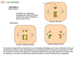 3.2.- La meiosis
DIVISIÓN I
METAFASE I
Los pares de cromosomas
homólogos se sitúan en la parte
media de la célula formando la
placa ecuatorial (1).
ANAFASE I
Se produce la separación y migración de los cromosomas homólogos, por lo que a diferencia de lo que
sucedía en la mitosis, los que se desplazan son cromosomas enteros en lugar de cromátidas. Al final
de la anafase I tenemos dos juegos de cromosomas separados en los polos opuestos de la célula, uno
de cada par, por lo que es en esta fase cuando se reduce a la mitad el número de cromosomas.
 
