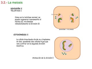 3.2.- La meiosis
DIVISIÓN I
TELOFASE I
Como en la telofase normal, se
puede regenerar nuevamente el
núcleo (1), iniciándose
inmediatamente la División II
CITOCINESIS I
La célula binucleada divide su citoplasma
en dos, quedando dos células hijas que
van a entrar en la segunda división
meiótica.
Animación de la división I
 