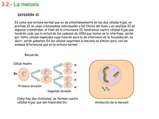 3.2.- La meiosis
DIVISIÓN II
Es como una mitosis normal que se da simultáneamente en las dos células hijas; en
profase II se unen cromosomas individuales a las fibras del huso y en anafase II se
separan cromátidas; al final de la citocinesis II tendremos cuatro células hijas que
tendrán cada una la mitad de las cadenas de ADN que tenían en la interfase; serán
por tanto células haploides cuya función será la de intervenir en la fecundación, es
decir, serán gametos. En las células vegetales la meiosis es similar pero con las
mismas diferencias que en la mitosis normal
Animación de la meiosis
Primera división
Segunda división
2n
n
n
n
n
Como hay dos divisiones, se forman cuatro
células hijas, que son haploides (n)
Célula madre
Recuerda:
 