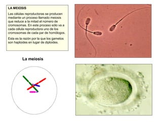 LA MEIOSIS
Las células reproductoras se producen
mediante un proceso llamado meiosis
que reduce a la mitad el número de
cromosomas. En este proceso sólo va a
cada célula reproductora uno de los
cromosomas de cada par de homólogos.
Esta es la razón por la que los gametos
son haploides en lugar de diploides.
La meiosis
 