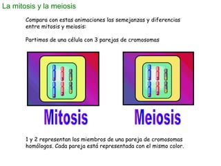 La mitosis y la meiosis
Compara con estas animaciones las semejanzas y diferencias
entre mitosis y meiosis:
Partimos de una célula con 3 parejas de cromosomas
1 y 2 representan los miembros de una pareja de cromosomas
homólogos. Cada pareja está representada con el mismo color.
 