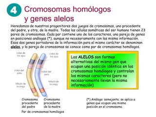 4 Cromosomas homólogos
y genes alelos
Heredamos de nuestros progenitores dos juegos de cromosomas, uno procedente
del padre, y otro, de la madre. Todas las células somáticas del ser humano tienen 23
pares de cromosomas. Cada par contiene uno de los caracteres, una pareja de genes
en posiciones análogas (*), aunque no necesariamente con las misma información.
Esos dos genes portadores de la información para el mismo carácter se denominan
alelos, y la pareja de cromosomas se conoce como par de cromosomas homólogos.
Cromosoma
procedente
del padre
Cromosoma
procedente
de la madre
Par de cromosomas homólogos
Los ALELOS son formas
alternativas del mismo gen que
ocupan una posición idéntica en los
cromosomas homólogos y controlan
los mismos caracteres (pero no
necesariamente llevan la misma
información)
(*) Análoga: semejante; se aplica a
genes que ocupan una misma
posición en el cromosoma.
 