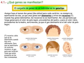 4.1.- ¿Qué genes se manifiestan?
El conjunto de genes de un individuo es su genotipo.
Aunque haya al menos dos genes (dos alelos) para cada carácter, no siempre se
manifiestan los dos, ya que unos genes son dominantes y otros son recesivos (*).
Cuando hay genes dominantes, los recesivos no se manifiestan. Así, una persona que
tenga genes para el color de pelo negro, procedentes del padre, y para el color rubio,
procedentes de la madre, será morena, ya que el gen dominante es el del color de pelo
negro.
(*) recesivo: alelo
que no se
manifiesta cuando
hay otro
dominante. Para
que se manifieste
un carácter
recesivo, el gen
para ese carácter
tiene que estar
presente en los
dos cromosomas.
 