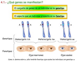 4.1.- ¿Qué genes se manifiestan?
El conjunto de genes de un individuo es su genotipo.
El aspecto que un individuo presenta es su fenotipo.
A A A a a a
Homocigoto AA Heterocigoto Aa Homocigoto aaGenotipos
Fenotipos
Ojos marrones Ojos azules
Como A domina sobre a, sólo tendrán fenotipo ojos azules los individuos con genotipo aa
 
