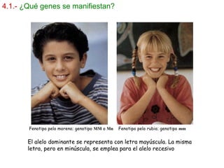 4.1.- ¿Qué genes se manifiestan?
Fenotipo pelo moreno; genotipo MM o Mn Fenotipo pelo rubio; genotipo mm
El alelo dominante se representa con letra mayúscula. La misma
letra, pero en minúscula, se emplea para el alelo recesivo
 