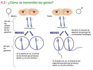 4.2.- ¿Cómo se transmiten los genes?
MEIOSIS MEIOSIS
Madre Padre
Si la madre es Aa, la mitad
de los óvulos que produzca
serán A y la otra mitad a
Si el padre es Aa, la mitad de los
espermatozoides que produzca
serán A y la otra mitad a
Así son
los
gametos
Así son
las
células
madre
de los
gametos
Durante la meiosis se
separan las parejas de
cromosomas homólogos
 