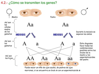 4.2.- ¿Cómo se transmiten los genes?
MEIOSIS MEIOSIS
Madre Padre
Así son
los
gametos
Así son
las
células
madre
de los
gametos
Aa Aa
A a A a
AA Aa Aa aa
Durante la meiosis se
separan los alelos
Así son
los hijos
Este diagrama
hace todas las
combinaciones
posibles entre los
óvulos de la
madre y los
espermatozoides
del padre
Puede nacer un niño de ojos azules, de padres de ojos
marrones, si se encuentra un óvulo a con un espermatozoide a
 