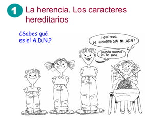 1 La herencia. Los caracteres
hereditarios
¿Sabes qué
es el A.D.N.?
 