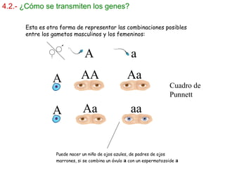 4.2.- ¿Cómo se transmiten los genes?
Puede nacer un niño de ojos azules, de padres de ojos
marrones, si se combina un óvulo a con un espermatozoide a
A
A a
A
AA Aa
Aa aa
Esta es otra forma de representar las combinaciones posibles
entre los gametos masculinos y los femeninos:
Cuadro de
Punnett
 