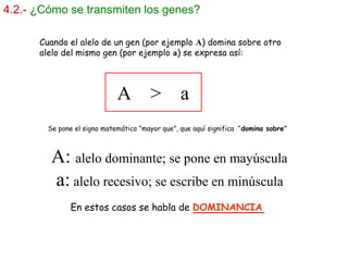 4.2.- ¿Cómo se transmiten los genes?
A: alelo dominante; se pone en mayúscula
a: alelo recesivo; se escribe en minúscula
A > a
Cuando el alelo de un gen (por ejemplo A) domina sobre otro
alelo del mismo gen (por ejemplo a) se expresa así:
Se pone el signo matemático “mayor que”, que aquí significa “domina sobre”
En estos casos se habla de DOMINANCIA
 