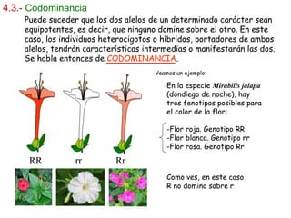 RR rr Rr
4.3.- Codominancia
Puede suceder que los dos alelos de un determinado carácter sean
equipotentes, es decir, que ninguno domine sobre el otro. En este
caso, los individuos heterocigotos o híbridos, portadores de ambos
alelos, tendrán características intermedias o manifestarán las dos.
Se habla entonces de CODOMINANCIA.
Como ves, en este caso
R no domina sobre r
En la especie Mirabilis jalapa
(dondiego de noche), hay
tres fenotipos posibles para
el color de la flor:
-Flor roja. Genotipo RR
-Flor blanca. Genotipo rr
-Flor rosa. Genotipo Rr
Veamos un ejemplo:
 