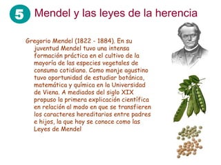 5 Mendel y las leyes de la herencia
Gregorio Mendel (1822 - 1884). En su
juventud Mendel tuvo una intensa
formación práctica en el cultivo de la
mayoría de las especies vegetales de
consumo cotidiano. Como monje agustino
tuvo oportunidad de estudiar botánica,
matemática y química en la Universidad
de Viena. A mediados del siglo XIX
propuso la primera explicación científica
en relación al modo en que se transfieren
los caracteres hereditarios entre padres
e hijos, la que hoy se conoce como las
Leyes de Mendel
 