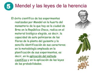5 Mendel y las leyes de la herencia
El éxito científico de los experimentos
realizados por Mendel en la huerta del
monasterio de la que hoy es la ciudad de
Brno en la República Checa, radica en el
material biológico elegido, es decir, la
capacidad de auto polinizarse de las
flores de la planta del guisante y la
sencilla identificación de sus caracteres;
en la metodología empleada en la
planificación de sus experimentos, es
decir, en la aplicación del método
científico y en la aplicación de las leyes
de las probabilidades.
 