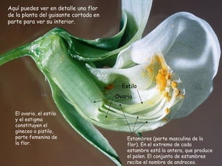Aquí puedes ver en detalle una flor
de la planta del guisante cortada en
parte para ver su interior.
Estambres (parte masculina de la
flor). En el extremo de cada
estambre está la antera, que produce
el polen. El conjunto de estambres
recibe el nombre de androceo.
Estilo
Ovario
El ovario, el estilo
y el estigma
constituyen el
gineceo o pistilo,
parte femenina de
la flor.
 