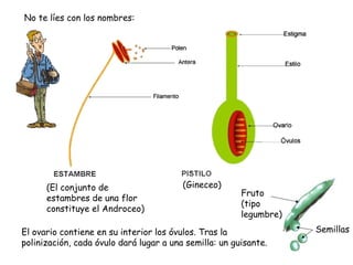 No te líes con los nombres:
El ovario contiene en su interior los óvulos. Tras la
polinización, cada óvulo dará lugar a una semilla: un guisante.
(El conjunto de
estambres de una flor
constituye el Androceo)
(Gineceo)
Fruto
(tipo
legumbre)
Semillas
 