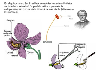 En el guisante era fácil realizar cruzamientos entre distintas
variedades a voluntad. Es posible evitar o prevenir la
autopolinización castrando las flores de una planta (eliminando
las anteras).
Se quitan las
anteras
 