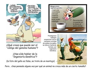 ¿Qué crees que puede ser el
“código del genoma humano”?
¿Has oído hablar de la
“Ingeniería Genética”?
(la foto del gallo es falsa, se trata de un montaje)
Pero… ¿has pensado alguna vez por qué un animal no crece más de un cierto tamaño?
Crean una
vaca enana
para que
podamos
consumir
leche recién
ordeñada.
Recomiendan
no guardar en
la nevera al
pobre animal.
Prestigiosos
biólogos
sospechan que el
campeón mundial
de peleas de gallos
se obtuvo haciendo
trampa, por
Ingeniería
Genética.
 