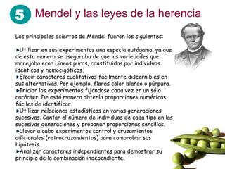 5 Mendel y las leyes de la herencia
Los principales aciertos de Mendel fueron los siguientes:
Utilizar en sus experimentos una especia autógama, ya que
de esta manera se aseguraba de que las variedades que
manejaba eran Líneas puras, constituidas por individuos
idénticos y homocigóticos.
Elegir caracteres cualitativos fácilmente discernibles en
sus alternativas. Por ejemplo, flores color blanco o púrpura.
Iniciar los experimentos fijándose cada vez en un sólo
carácter. De está manera obtenía proporciones numéricas
fáciles de identificar.
Utilizar relaciones estadísticas en varias generaciones
sucesivas. Contar el número de individuos de cada tipo en las
sucesivas generaciones y proponer proporciones sencillas.
Llevar a cabo experimentos control y cruzamientos
adicionales (retrocruzamientos) para comprobar sus
hipótesis.
Analizar caracteres independientes para demostrar su
principio de la combinación independiente.
 