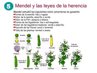 5 Mendel y las leyes de la herencia
Mendel estudió los siguientes siete caracteres en guisante:
Forma de la semilla: lisa o rugosa
Color de la semilla: amarillo o verde.
Color de la Flor: púrpura o blanco.
Forma de las legumbres: lisa o estrangulada.
Color de las legumbres maduras: verde o amarillo.
Posición de las flores: axial o terminal.
Talla de las plantas: normal o enana.
 