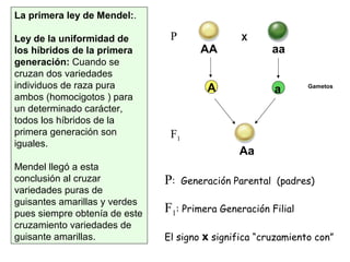 La primera ley de Mendel:.
Ley de la uniformidad de
los híbridos de la primera
generación: Cuando se
cruzan dos variedades
individuos de raza pura
ambos (homocigotos ) para
un determinado carácter,
todos los híbridos de la
primera generación son
iguales.
Mendel llegó a esta
conclusión al cruzar
variedades puras de
guisantes amarillas y verdes
pues siempre obtenía de este
cruzamiento variedades de
guisante amarillas.
X
AA aa
A a
Aa
P
F1
P: Generación Parental (padres)
F1: Primera Generación Filial
El signo x significa “cruzamiento con”
Gametos
 