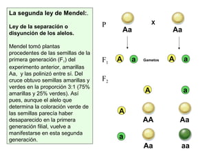 La segunda ley de Mendel:.
Ley de la separación o
disyunción de los alelos.
Mendel tomó plantas
procedentes de las semillas de la
primera generación (F1) del
experimento anterior, amarillas
Aa, y las polinizó entre sí. Del
cruce obtuvo semillas amarillas y
verdes en la proporción 3:1 (75%
amarillas y 25% verdes). Así
pues, aunque el alelo que
determina la coloración verde de
las semillas parecía haber
desaparecido en la primera
generación filial, vuelve a
manifestarse en esta segunda
generación.
Aa
X
A a A a
AA
A
A
a
Aa
a
Aa aa
P
F1
F2
Gametos
Aa
 