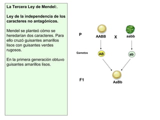 La Tercera Ley de Mendel:.
Ley de la independencia de los
caracteres no antagónicos.
Mendel se planteó cómo se
heredarían dos caracteres. Para
ello cruzó guisantes amarillos
lisos con guisantes verdes
rugosos.
En la primera generación obtuvo
guisantes amarillos lisos.
XAABB aabb
AB ab
AaBb
P
F1
Gametos
 