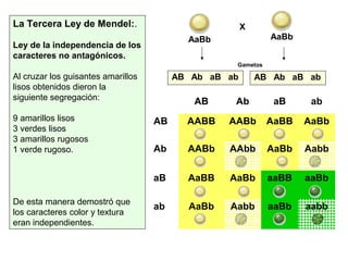 La Tercera Ley de Mendel:.
Ley de la independencia de los
caracteres no antagónicos.
Al cruzar los guisantes amarillos
lisos obtenidos dieron la
siguiente segregación:
9 amarillos lisos
3 verdes lisos
3 amarillos rugosos
1 verde rugoso.
De esta manera demostró que
los caracteres color y textura
eran independientes.
AaBb
X
AB Ab aB ab
AB AABB AABb AaBB AaBb
Ab AABb AAbb AaBb Aabb
aB AaBB AaBb aaBB aaBb
ab AaBb Aabb aaBb aabb
AB Ab aB ab AB Ab aB ab
AaBb
Gametos
 