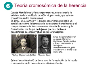 6 Teoría cromosómica de la herencia
Cuando Mendel realizó sus experimentos, no se conocía la
existencia de la molécula de ADN ni, por tanto, que esta se
encontrara en los cromosomas.
En 1902, W.S. Sutton y T. Boveri observaron que había un
paralelismo entre la herencia de los factores hereditarios y el
comportamiento de los cromosomas durante la meiosis y la
fecundación, por lo que dedujeron que los factores
hereditarios se encontraban en los cromosomas.
Walter Stanborough Sutton Theodor Boveri
Estos dos genetistas vivían
en países diferentes
(Sutton en Estados Unidos
y Boveri en Alemania) y
trabajaron
independientemente, pero
descubrieron lo mismo en el
mismo año.
Esta afirmación sirvió de base para la formulación de la teoría
cromosómica de la herencia unos años más tarde.
 