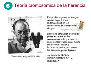 6 Teoría cromosómica de la herencia
En los años siguientes Morgan
realizó importantes
observaciones en los
cromosomas de la mosca del
vinagre.
Llegó a la conclusión de que los
genes estaban en los
cromosomas y de que aquellos
que se encontraban en el mismo
cromosoma tendían a
heredarse juntos, por lo que
los denominó genes ligados.
Se llegó a la TEORÍA
CROMOSÓMICA DE LA
HERENCIA
Thomas Hunt Morgan (1866-1945),
Drosophila melanogaster
 