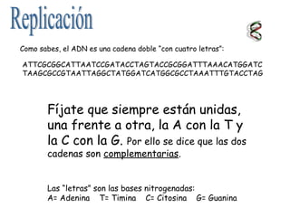 ATTCGCGGCATTAATCCGATACCTAGTACCGCGGATTTAAACATGGATC
TAAGCGCCGTAATTAGGCTATGGATCATGGCGCCTAAATTTGTACCTAG
Como sabes, el ADN es una cadena doble “con cuatro letras”:
Fíjate que siempre están unidas,
una frente a otra, la A con la T y
la C con la G. Por ello se dice que las dos
cadenas son complementarias.
Las “letras” son las bases nitrogenadas:
A= Adenina T= Timina C= Citosina G= Guanina
 
