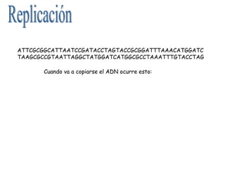 ATTCGCGGCATTAATCCGATACCTAGTACCGCGGATTTAAACATGGATC
TAAGCGCCGTAATTAGGCTATGGATCATGGCGCCTAAATTTGTACCTAG
Cuando va a copiarse el ADN ocurre esto:
ATTCGCGGCATTAATCCGATACCTAGTACCGCGGATTTAAACATGGATC
ATTCGCGGCATTAATCCG
TAAGCGCCGTAATTAGGC
TAAGCGCCGTAATTAGGCTATGGATCATGGCGCCTAAATTTGTACCTAG
1º se abre la doble cadena:1º se abre la doble cadena:
2º se van añadiendo nuevas letras,2º se van añadiendo nuevas letras, de forma complementariade forma complementaria::
ATTCGCGGCATTAATCCGATACCTAGTACCGCGGATTTAAACATGGATC
ATTCGCGGCATTAATCCG
TAAGCGCCGTAATTAGGC
TAAGCGCCGTAATTAGGCTATGGATCATGGCGCCTAAATTTGTACCTAG
C
T
CCA A
ATACCTAGT
TT
GTACCTAG
La doble cadena se
terminará abriendo del todo
 