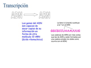 Los genes del ADN
son capaces de
sacar copias de su
información en
forma de otra
molécula: El ARN
(ácido ribonucleico)
GGCGCCUAAAUUUG
Las cadenas de ARN son más cortas
que las de ADN y están formadas por
una cadena simple (no doble como
ocurría con el ADN)
La letra U (Uracilo) sustituye
a la T en el ARN
 