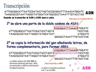 1º se abre una parte de la doble cadena de ADN:1º se abre una parte de la doble cadena de ADN:
2º se copia la información del gen añadiendo letras, de2º se copia la información del gen añadiendo letras, de
forma complementaria, para formar ARN:forma complementaria, para formar ARN:
ATTCGCGGCATTAATCCGATACCTAGTACCGCGGATTTAAACATGGATC
TAAGCGCCGTAATTAGGCTATGGATCATGGCGCCTAAATTTGTACCTAG
Cuando se transcribe el ADN a ARN ocurre esto:
ATTCGCGGCATTAATCCGATACCTAGTACCGCGGATTTAAACATGGATC
ATTCGCGGCATTAATCCGATACCTAGTA TACCTAG
TAAGCGCCGTAATTAGGCTATGGATCAT ATGGATC
TAAGCGCCGTAATTAGGCTATGGATCATGGCGCCTAAATTTGTACCTAG
La doble cadena de ADN NO se
terminará abriendo del todo. Sólo
se transcribe a ARN la información
de algunos genes.
ADN
ATTCGCGGCATTAATCCGATACCTAGTACCGCGGATTTAAACATGGATC
ATTCGCGGCATTAATCCGATACCTAGTAGGCGCCUAAAUUUGTACCTAG
TAAGCGCCGTAATTAGGCTATGGATCAT ATGGATC
TAAGCGCCGTAATTAGGCTATGGATCATGGCGCCTAAATTTGTACCTAG
C
G
U
A
La letra U (Uracilo) sustituye
a la T en el ARN
ARN
Gen trascrito a ARN
Gen que va a transcribirse
 