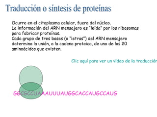 GGCGCCUAAAUUUAUGGCACCAUGCCAUG
Ocurre en el citoplasma celular, fuera del núcleo.
La información del ARN mensajero es “leída” por los ribosomas
para fabricar proteínas.
Cada grupo de tres bases (o “letras”) del ARN mensajero
determina la unión, a la cadena proteica, de uno de los 20
aminoácidos que existen.
Clic aquí para ver un vídeo de la traducción
 