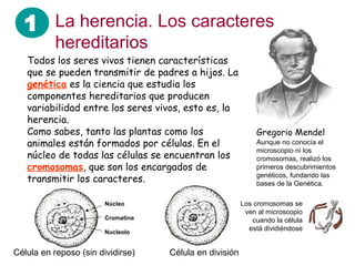 Gregorio Mendel
1 La herencia. Los caracteres
hereditarios
Todos los seres vivos tienen características
que se pueden transmitir de padres a hijos. La
genética es la ciencia que estudia los
componentes hereditarios que producen
variabilidad entre los seres vivos, esto es, la
herencia.
Como sabes, tanto las plantas como los
animales están formados por células. En el
núcleo de todas las células se encuentran los
cromosomas, que son los encargados de
transmitir los caracteres.
Aunque no conocía el
microscopio ni los
cromosomas, realizó los
primeros descubrimientos
genéticos, fundando las
bases de la Genética.
Célula en reposo (sin dividirse) Célula en división
Los cromosomas se
ven al microscopio
cuando la célula
está dividiéndose
Núcleo
Cromatina
Nucleolo
 