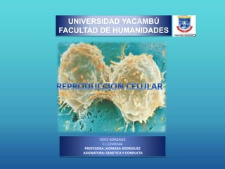 UNIVERSIDAD YACAMBÚ
FACULTAD DE HUMANIDADES
YOICE GONZALEZ
C.I.12541566
PROFESORA: XIOMARA RODRIGUEZ
ASIGNATURA: GENETICA Y CONDUCTA
 