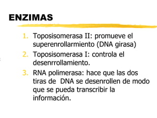 ENZIMAS
1. Toposisomerasa II: promueve el
superenrollarmiento (DNA girasa)
2. Toposisomerasa I: controla el
desenrrollamiento.
3. RNA polimerasa: hace que las dos
tiras de DNA se desenrollen de modo
que se pueda transcribir la
información.
t
 