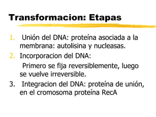 Transformacion: Etapas
1. Unión del DNA: proteína asociada a la
membrana: autolisina y nucleasas.
2. Incorporacion del DNA:
Primero se fija reversiblemente, luego
se vuelve irreversible.
3. Integracion del DNA: proteína de unión,
en el cromosoma proteína RecA
 