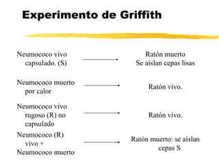 Experimento de Griffith
Neumococo vivo
capsulado. (S)
Ratón muerto
Se aíslan cepas lisas
Neumococo muerto
por calor
Ratón vivo.
Neumococo vivo
rugoso (R) no
capsulado
Ratón vivo.
Neumococo (R)
vivo +
Neumococo muerto
Ratón muerto: se aíslan
cepas S
 