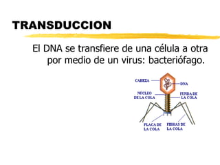 TRANSDUCCION
El DNA se transfiere de una célula a otra
por medio de un virus: bacteriófago.
 