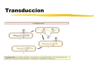 Transduccion
 