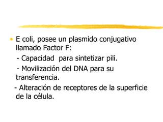 • E coli, posee un plasmido conjugativo
llamado Factor F:
- Capacidad para sintetizar pili.
- Movilización del DNA para su
transferencia.
- Alteración de receptores de la superficie
de la célula.
 
